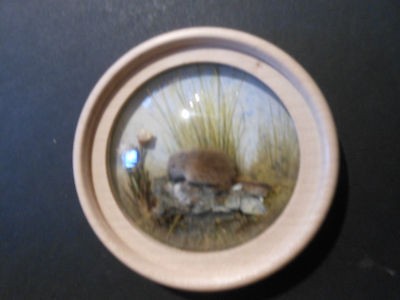 Short Tailed Vole